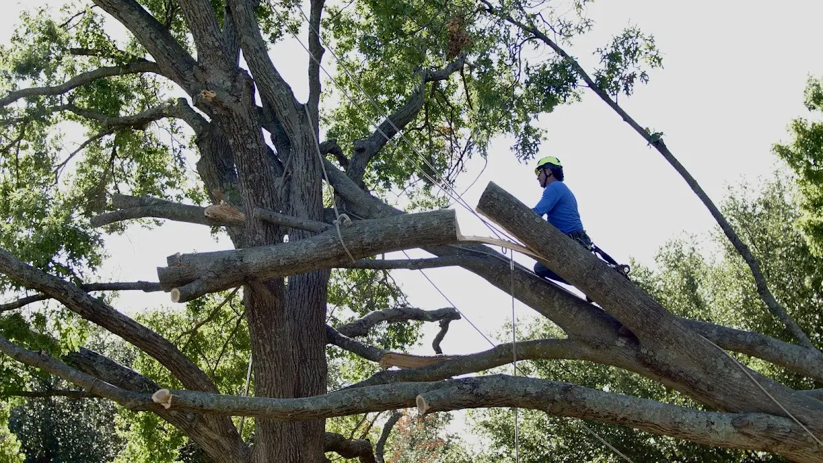 Professional Crown Thinning performed by certified arborists in Ruth