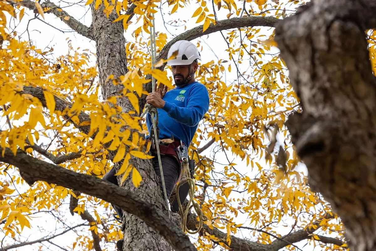Skilled Tree Pruning crew working in Ruth